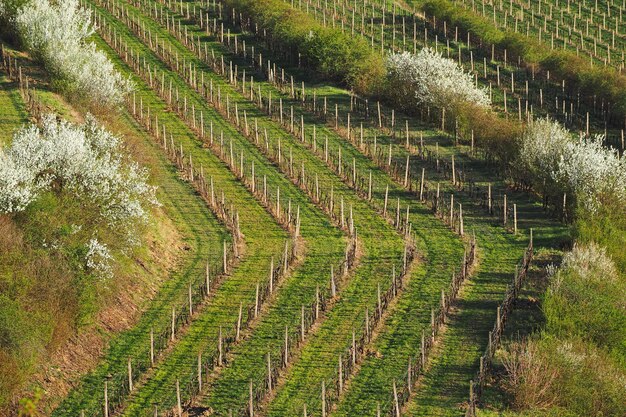 Vista panoramica della vigna