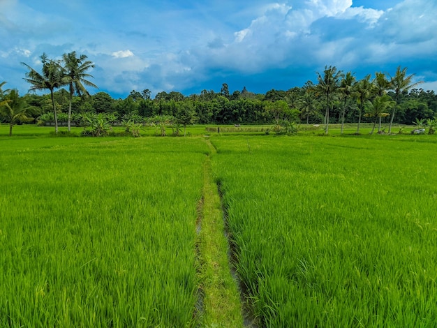 Vista panoramica delle risaie verdi e del bel cielo blu in Indonesia.