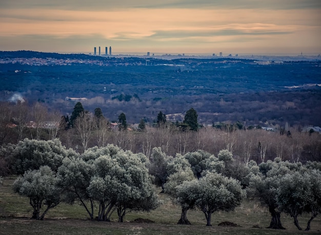 Vista panoramica dello skylane della città di Madrid da alcuni ulivi nella città di El Escorial