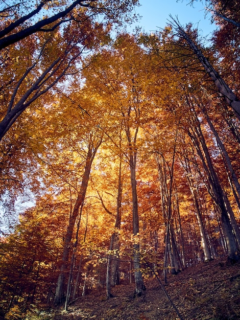 Vista panoramica di alberi ad alto fusto nella foresta.