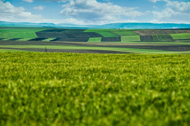 Vista panoramica di appezzamenti di terreno patchwork dal lato di un campo verde di grano invernale all'inizio della primavera