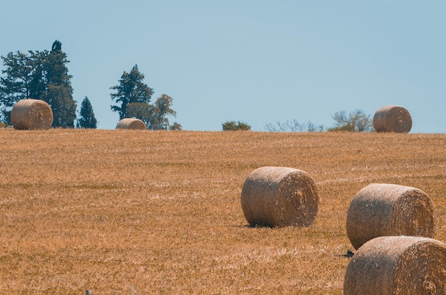 Vista panoramica di balle di fieno in un campo agricolo uruguaiano Cielo sereno