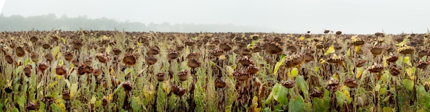 Vista panoramica di girasoli secchi su un campo in autunno con nebbie