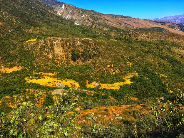 Vista panoramica di piante a fiore giallo sulla terraferma