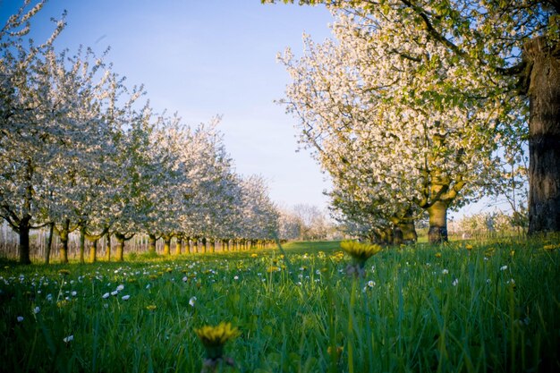 Vista panoramica di piante in fiore sul campo contro il cielo