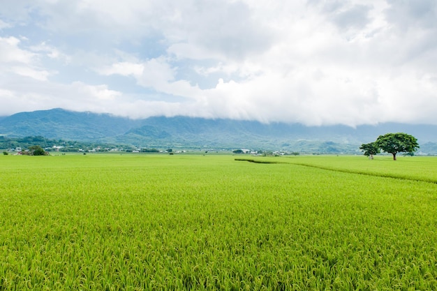 Vista panoramica di splendidi campi di riso a Brown Avenue Chishang Taitung Taiwan Spiga di riso dorato maturo