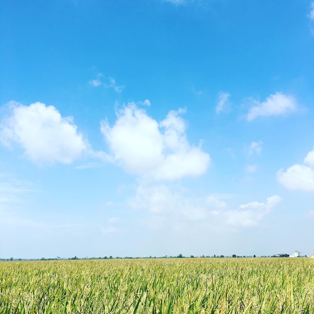 Vista panoramica di un campo agricolo contro il cielo blu