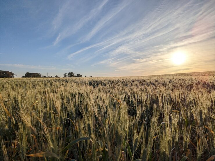 Foto vista panoramica di un campo agricolo contro il cielo durante il tramonto