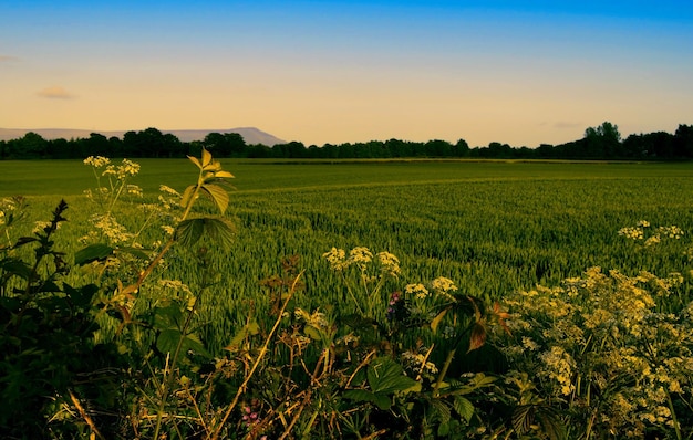 Vista panoramica di un campo agricolo contro il cielo durante il tramonto