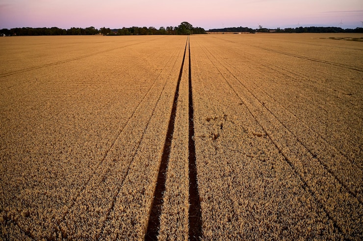 Foto vista panoramica di un campo agricolo contro il cielo