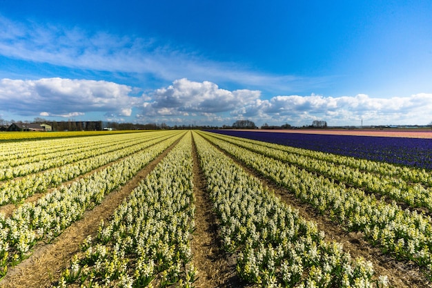 Vista panoramica di un campo agricolo contro il cielo