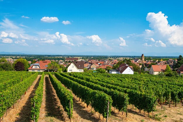 Vista panoramica di un campo agricolo contro il cielo