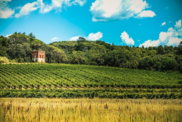 Vista panoramica di un campo agricolo contro il cielo