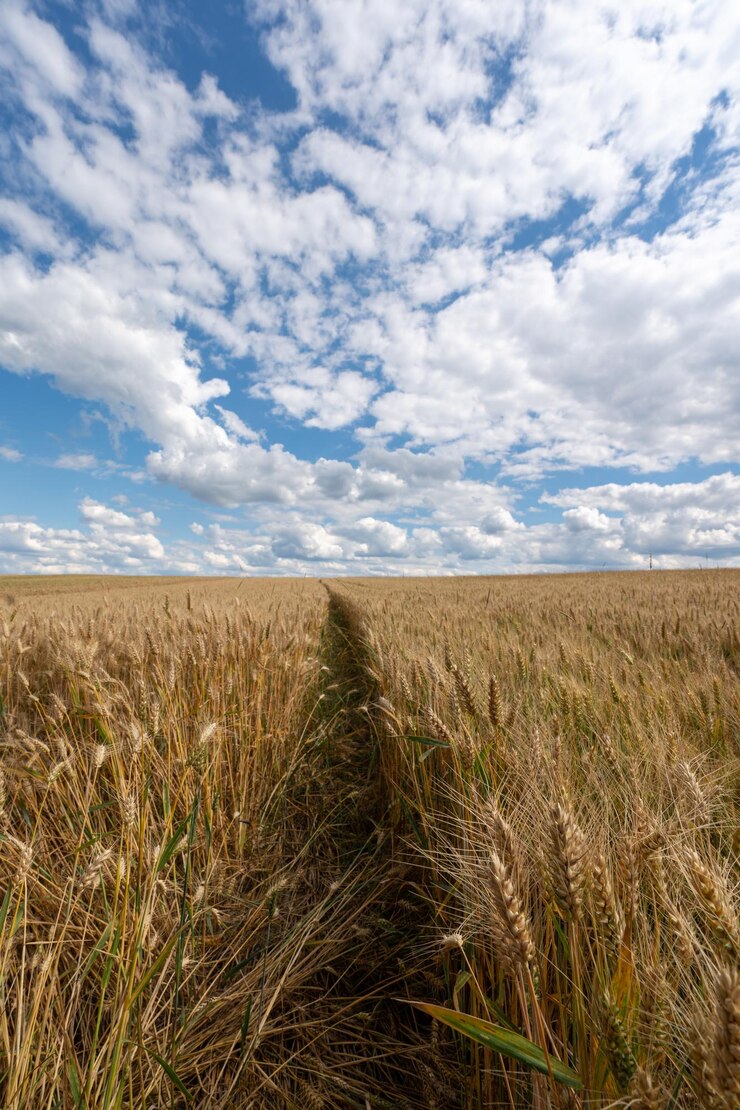 Foto vista panoramica di un campo agricolo contro il cielo