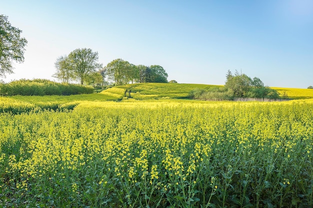 Vista panoramica di un campo agricolo contro il cielo