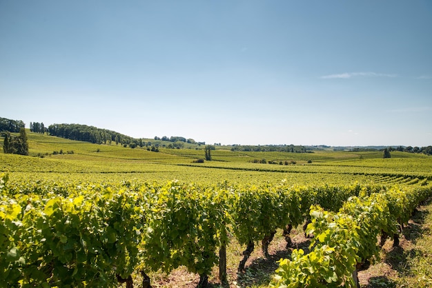 Vista panoramica di un campo agricolo contro il cielo