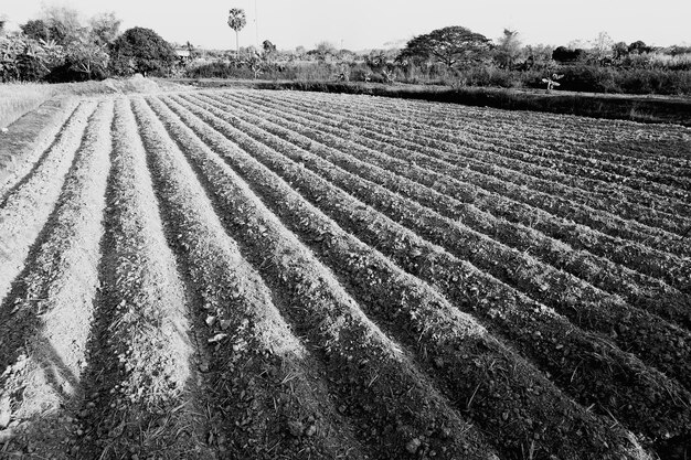 Vista panoramica di un campo agricolo contro il cielo