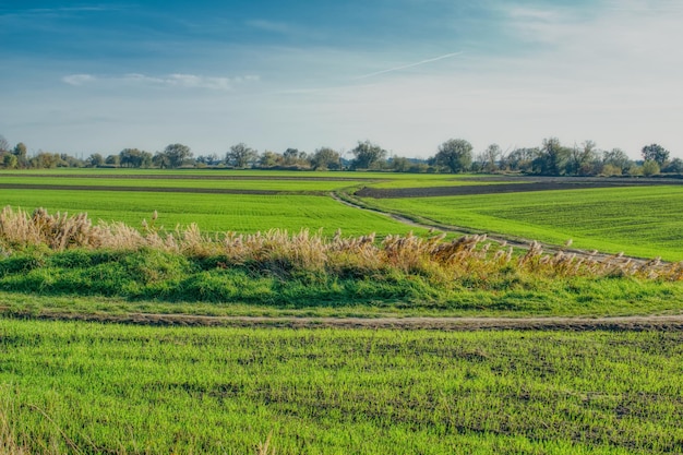 Vista panoramica di un campo agricolo contro il cielo