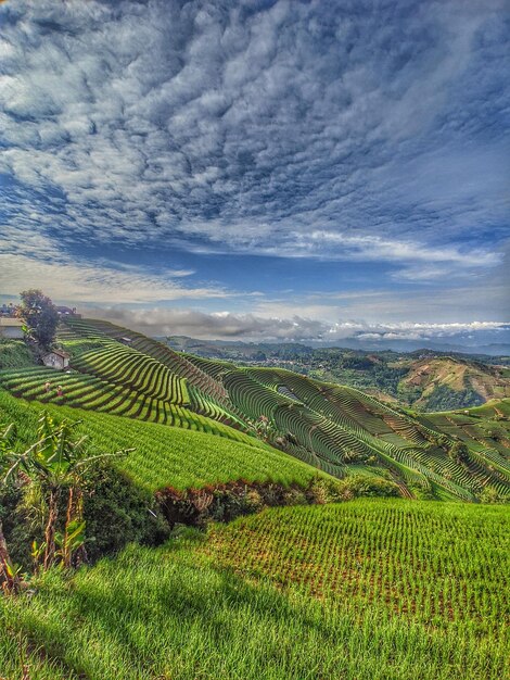 Vista panoramica di un campo agricolo contro il cielo