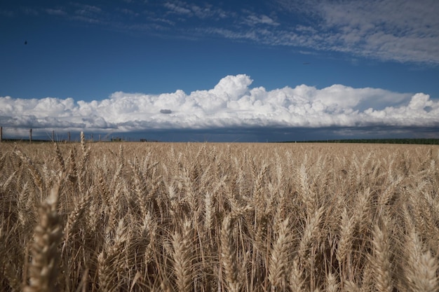 Vista panoramica di un campo agricolo contro il cielo