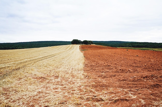 Vista panoramica di un campo agricolo contro il cielo