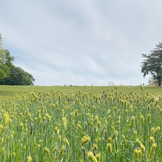 Vista panoramica di un campo agricolo contro il cielo