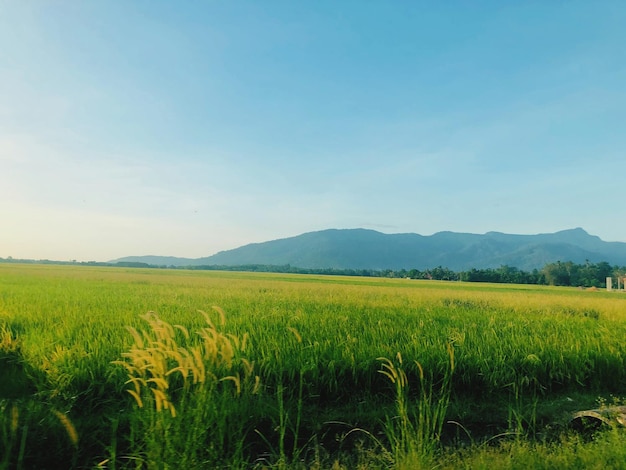 Vista panoramica di un campo agricolo contro il cielo