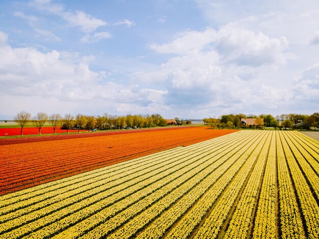 Vista panoramica di un campo agricolo contro il cielo