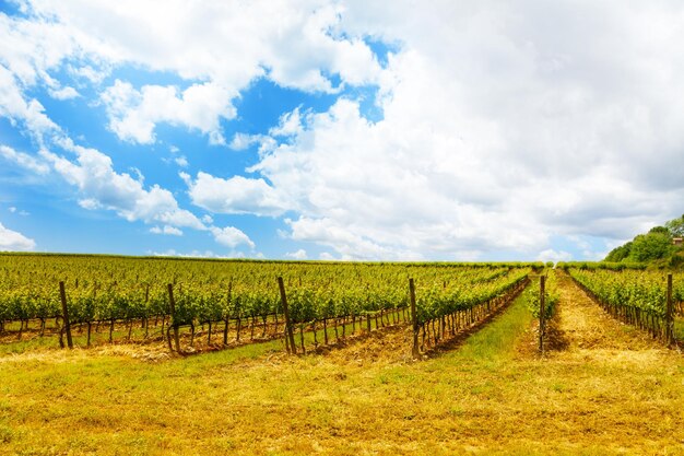 Vista panoramica di un campo agricolo contro il cielo