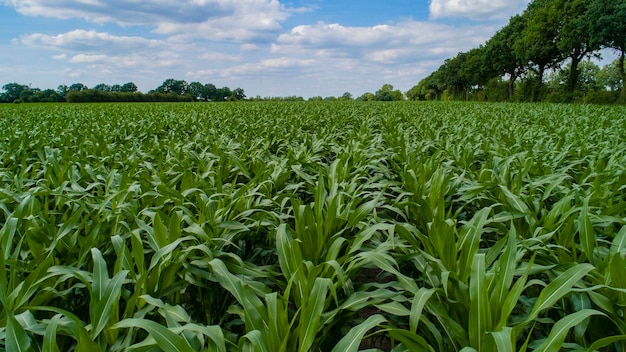 Vista panoramica di un campo agricolo contro il cielo