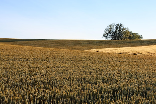 Vista panoramica di un campo agricolo contro un cielo limpido