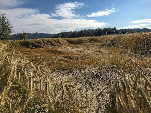 Vista panoramica di un campo agricolo