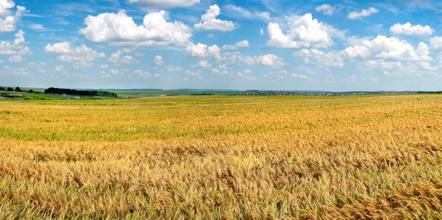Vista panoramica di un campo con una spiga di grano matura messa a fuoco sulla spiga del primo piano