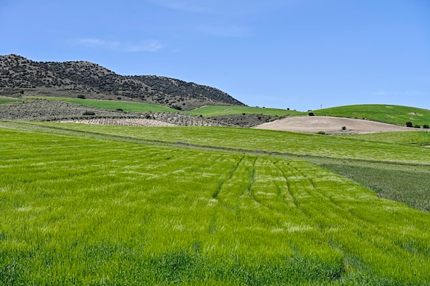 Vista panoramica di un campo di cereali agricoltura cerealicola rurale