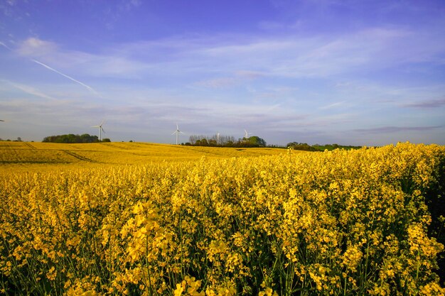 Vista panoramica di un campo di colza contro il cielo