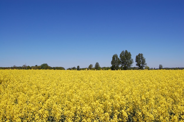 Vista panoramica di un campo di colza contro un cielo limpido