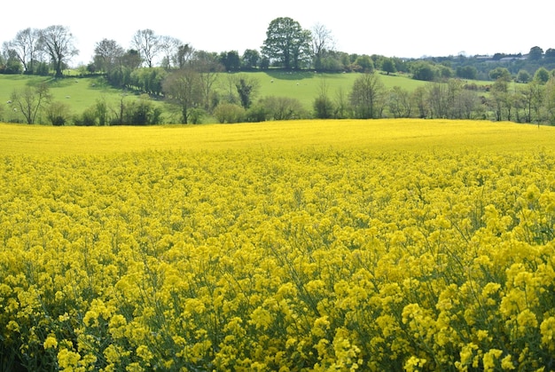 Vista panoramica di un campo di colza oleosa