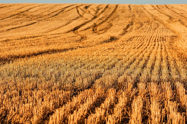 Vista panoramica di un campo di grano raccolto in Provenza alla luce del tramonto estivo