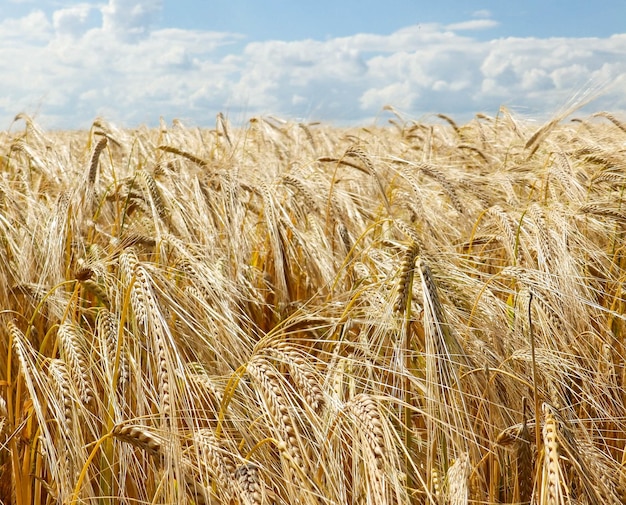 Vista panoramica di un campo di grano
