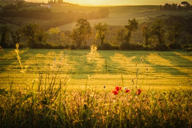 Vista panoramica di un campo erboso contro il cielo durante il tramonto