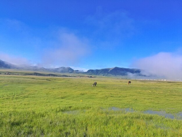 Vista panoramica di un campo erboso contro il cielo