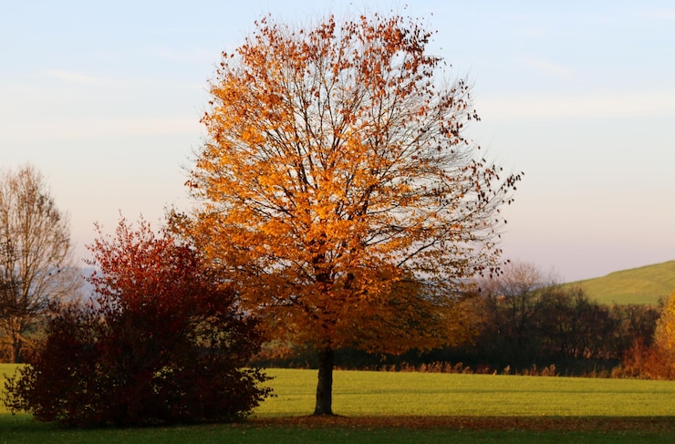 Foto vista panoramica di un campo erboso contro il cielo