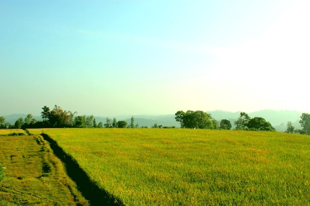 Vista panoramica di un campo erboso contro un cielo limpido