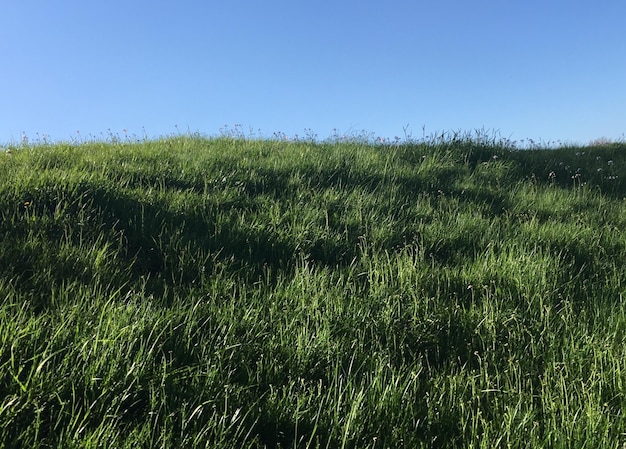Vista panoramica di un campo erboso contro un cielo limpido