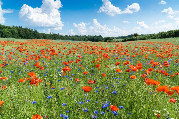 Vista panoramica di un campo fiorito contro il cielo