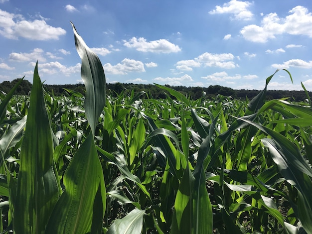 Vista panoramica di un campo rurale contro il cielo