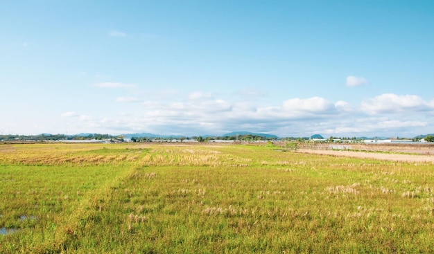 Vista panoramica di un campo verde sotto un cielo blu nuvoloso in una giornata di sole