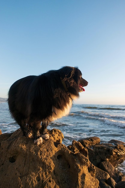 Vista panoramica di un cane sulla riva del mare contro un cielo limpido