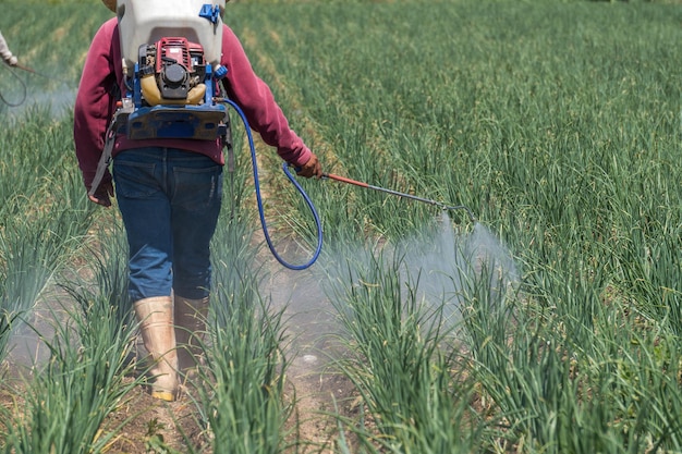 Vista panoramica di un lavoratore che innaffia il campo di cipolle