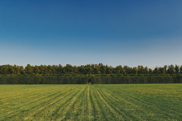 Vista panoramica di un paesaggio erboso contro un cielo limpido